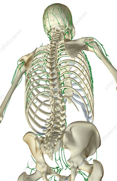 The Lymph Supply Of The Upper Body Stock Image F0014086 Science