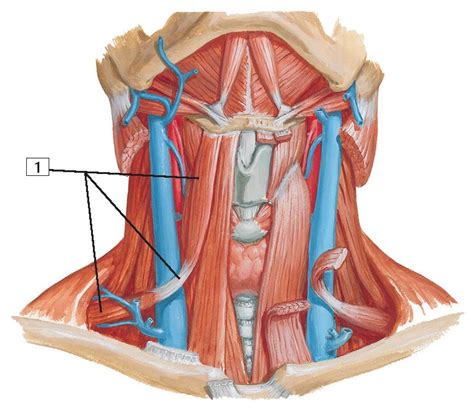 Infrahyoid And Suprahyoid Muscles Anatomy Pediagenosis
