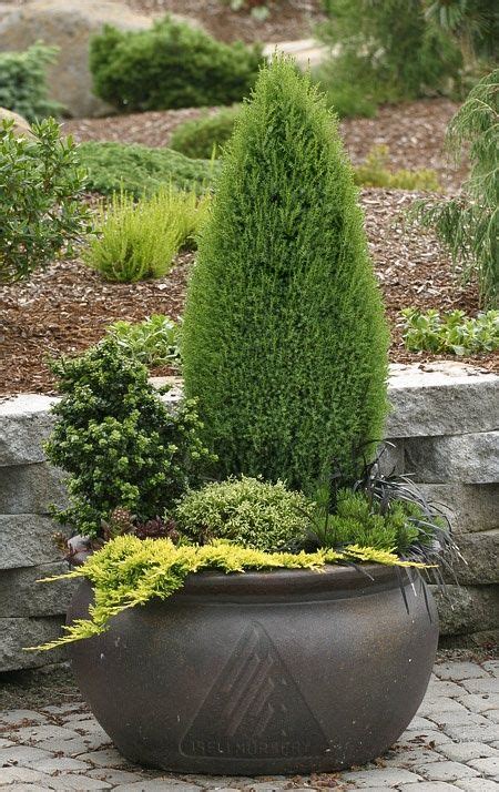Conifer Container Winter Container Gardening Evergreen Container