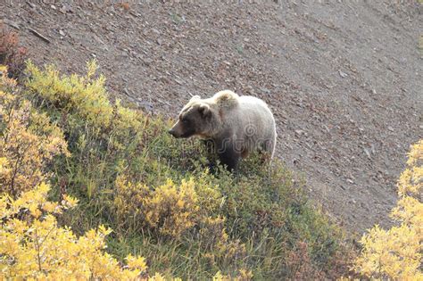 Grizzly Bear Denali National Park Alaskausa Stock Image Image Of