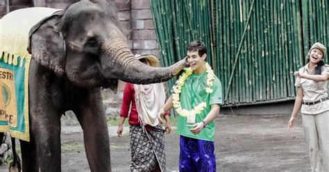 See Elephant Shows And Learn Interesting Facts About Elephants At Bali
