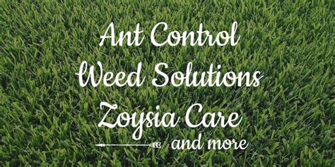 Bug depot do it yourself pest control spring hill 184 mariner blvd. Ant Control, Weed Solutions and Zoysia Care for Southwest Florida Homeowners This Third Week of ...