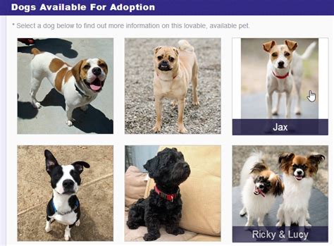 Trade, buy & sell adopt me items on traderie, a peer to peer marketplace for adopt me players. 5 Free Websites To Adopt A Pet Online