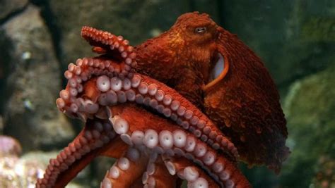 Giant Pacific Octopus Facts Habitat Diet Life Cycle Baby Pictures