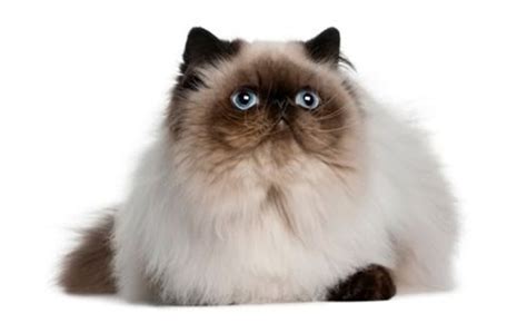 The 25 Most Popular Cat Breeds Cattime