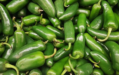 Jalapeno Chilli Complete Information Including Health Benefits