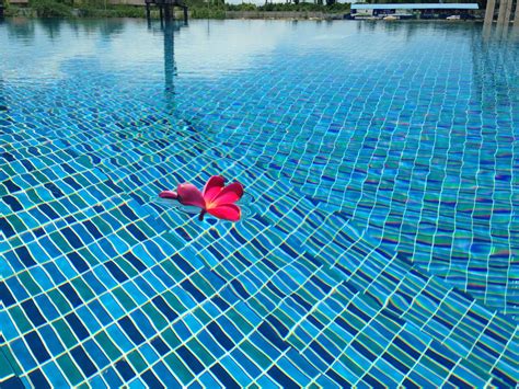 Free Images Reflection Swimming Pool Blue Flowers More