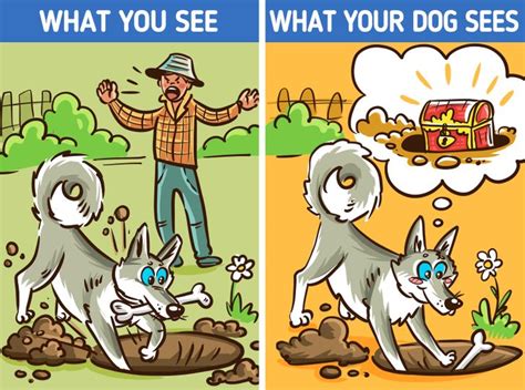 12 Seemingly Weird Things Your Dog Does That Actually Have A Good