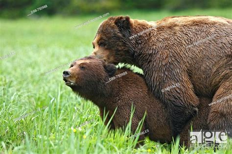 Grizzly Bear Mating In The Khuzemateen Grizzly Bear Sanctuary British