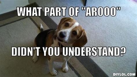 Beagle Meme Beagle Cute Beagles Beagle Memes