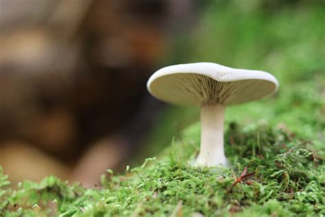 Mushrooms Wandering Wakefield