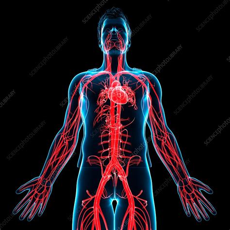 Male Heart Illustration Stock Image F0161834 Science Photo Library