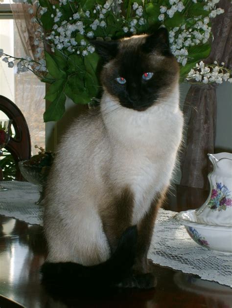 17 Best Images About Siamese Cats On Pinterest Cats