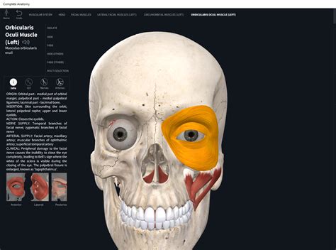 Muscles: Orbicularis Oculi. – Anatomy & Physiology