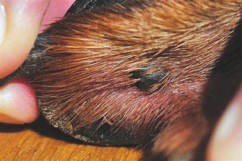 What Does Melanoma Look Like In Dogs