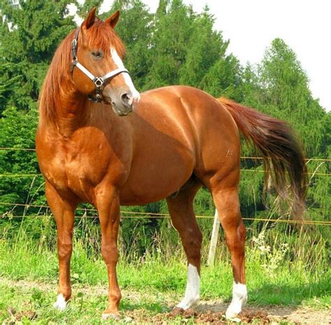 American Quarter Horse Breed Information History Videos Pictures