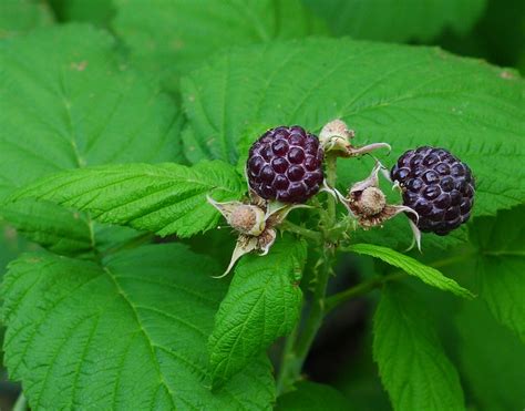 Whitebark Raspberry The Edible And Medicinal Plants Of The Pacific
