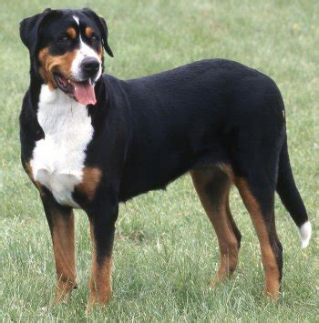 This reliable breed is known for their impressive versatility and. Most aesthetic breed of dog!!! - Bodybuilding.com Forums