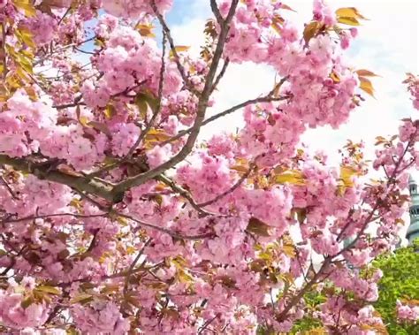 みゅう中欧🇨🇿🇦🇹🇭🇺現地ツアー手配 On Twitter プラハ城北門の桜が、お城を背景にきれいに咲いていましたよ🌸🇨🇿 日曜日の