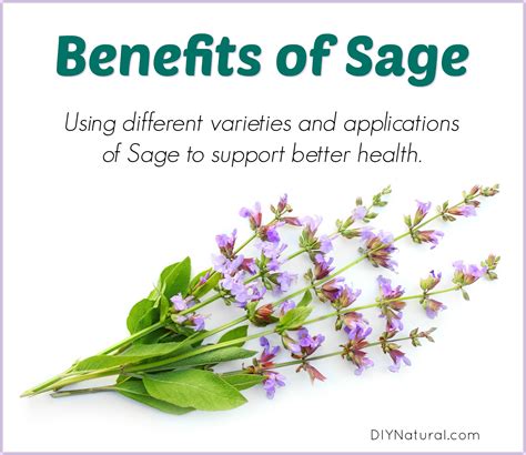 Benefits Of Sage Using Varieties Of Sage To Support Better Health