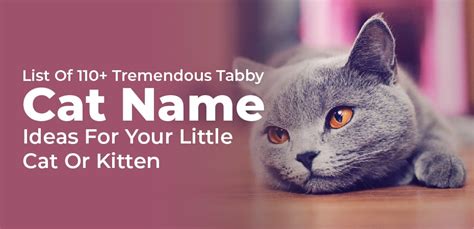 List Of 110 Tremendous Tabby Cat Name Ideas For Your Little Cat Or Kitten