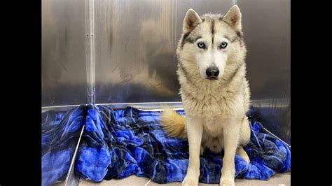 Five Malnourished Huskies Abandoned At Virginia Animal Shelter Idaho