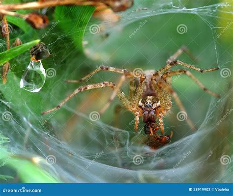 List 92 Pictures Grass Spider Webs Pictures Full Hd 2k 4k 102023