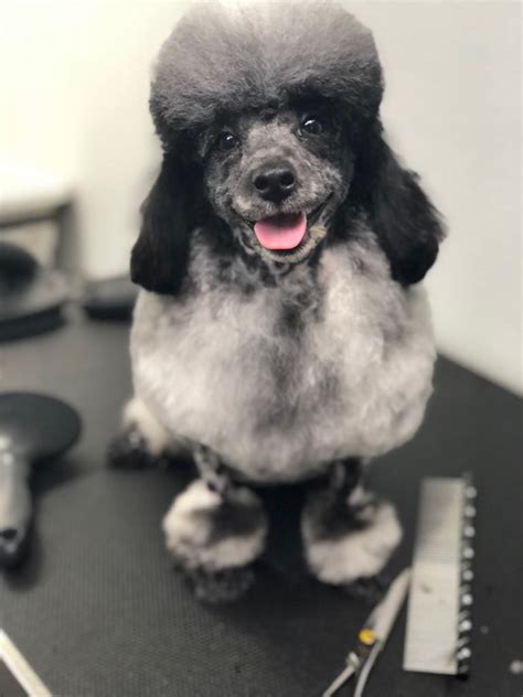 Each of the professional groomers at tlc mobile pet grooming will provide unique, personalized attention to your pampered pet. Dog Grooming - Full Package - Mobile Pet Groooming VIP - Miami