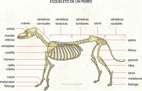 We did not find results for: The world of cats and dogs: Esqueleto de un perro