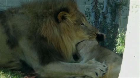 Dallas Zoo Lion Kills Lioness In Front Of Visitors Cnn