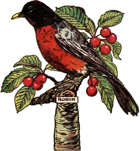 Robin Bird Clipart
