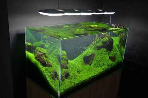 Whether you're just starting or looking to start a new fish tank, there are some things that you need to consider—for example, the size, type. 15 Best Fish Tanks For Any Set Up - Ultimate Guide (2020 ...