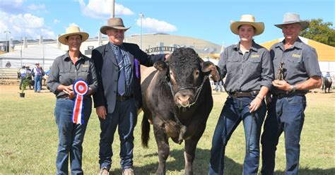 Bazadaise Breed Hits Centre Stage At Beef Results Queensland Country Life Qld