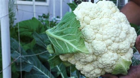 Good Cauliflower Bad Cauliflower Growing Great Cauliflower Heads In