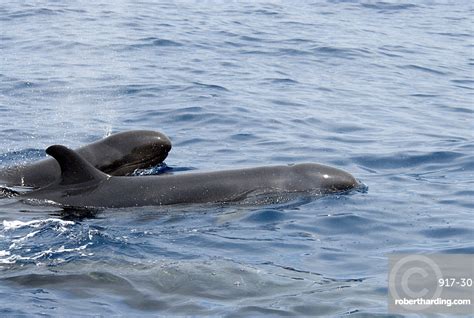 False Killer Whale Pseudorca Crassidens Stock Photo