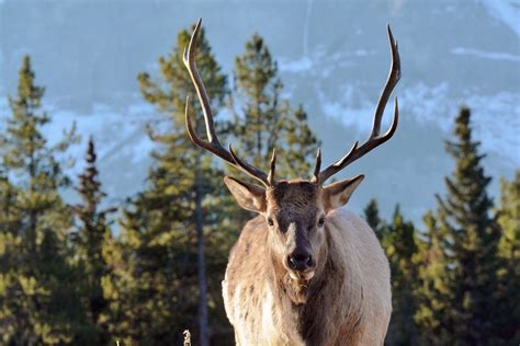 Elk In Banff National Park Transcendent Clicks Flickr