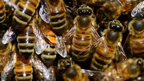 Epa Refuses To Close Pesticide Coated Seed Loophole That Kills Bees And