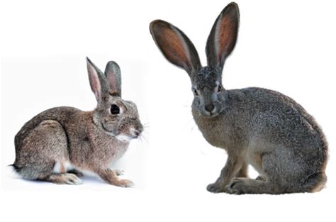 Rabbit Vs Hare Whats The Difference Rabbit Care Blog
