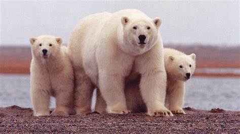 Polar Bears Grizzlies And Brown Bears Alaskas Stonewood Lodge