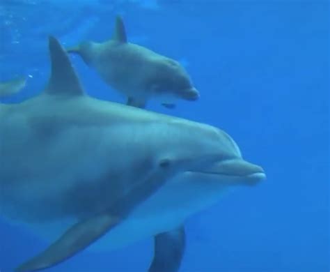 Brookfield Zoos Newborn Dolphin Calf Suddenly Dies Nature World News