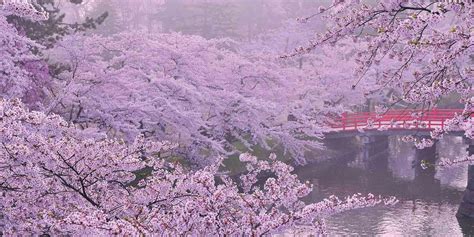 Japan Cherry Blossom Forecast 2020