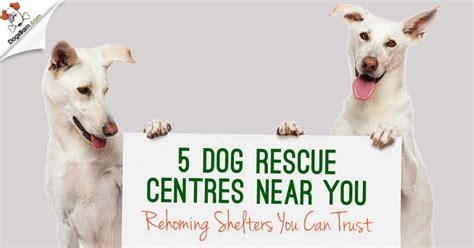 5 Dog Rescue Centres Near You Rehoming Shelters By Uk Cities
