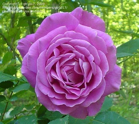 Plantfiles Pictures Hybrid Tea Rose Pink Peace Rosa By Kactuskathi