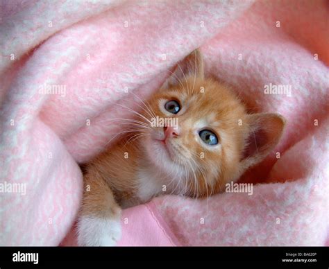 Cute Ginger Kitten Blue Eyes Hi Res Stock Photography And Images Alamy