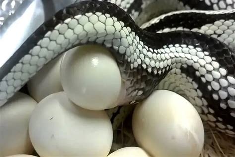 ¿cómo Nacen Las Serpientes Conoce Las Formas De Su Nacimiento