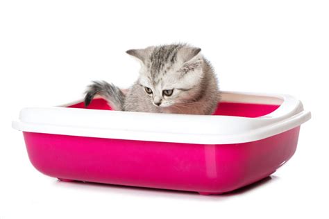 Diarrhea is interesting!* before stool hits the large intestine it's a liquified substance called chyme that contains gastric juices, partly digested food and lots of water. Kitten Diarrhoea | zooplus Magazine
