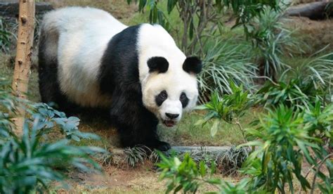 Worlds Oldest Male Giant Panda Dies At The Age Of 35 Pragativadi