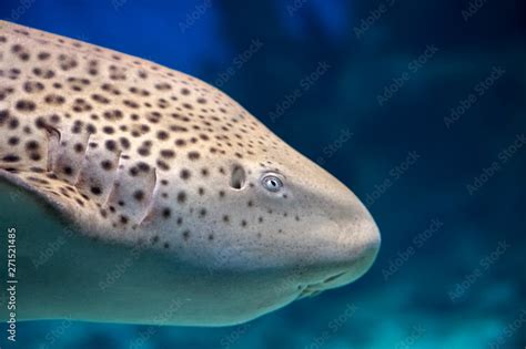 Zebra Shark Or Leopard Shark Stegostoma Fasciatum Profile Close Up