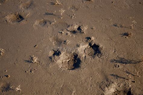 Footprints In The Mud Brown Wet Footprint On The Coast Stock Photo