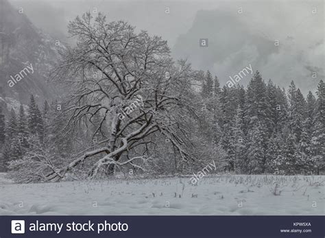 Elm Trees In Winter Hi Res Stock Photography And Images Alamy